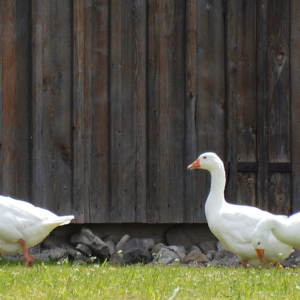 Gaense-1534558_k